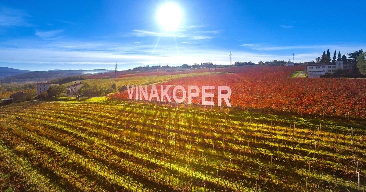 Image: Image for the entry: Vino Koper - visit